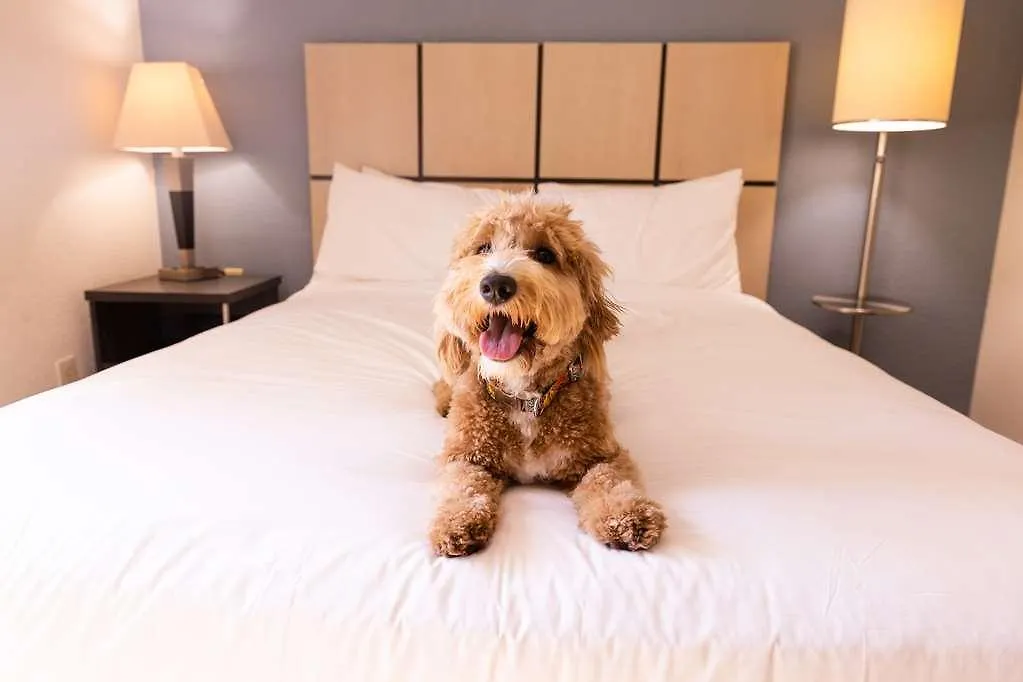 Sonesta Simply Suites Earth Ci Earth City